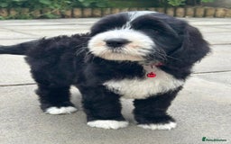 Sheepadoodle dogs for sale: unique midi sheepadoodle babies - Image 23