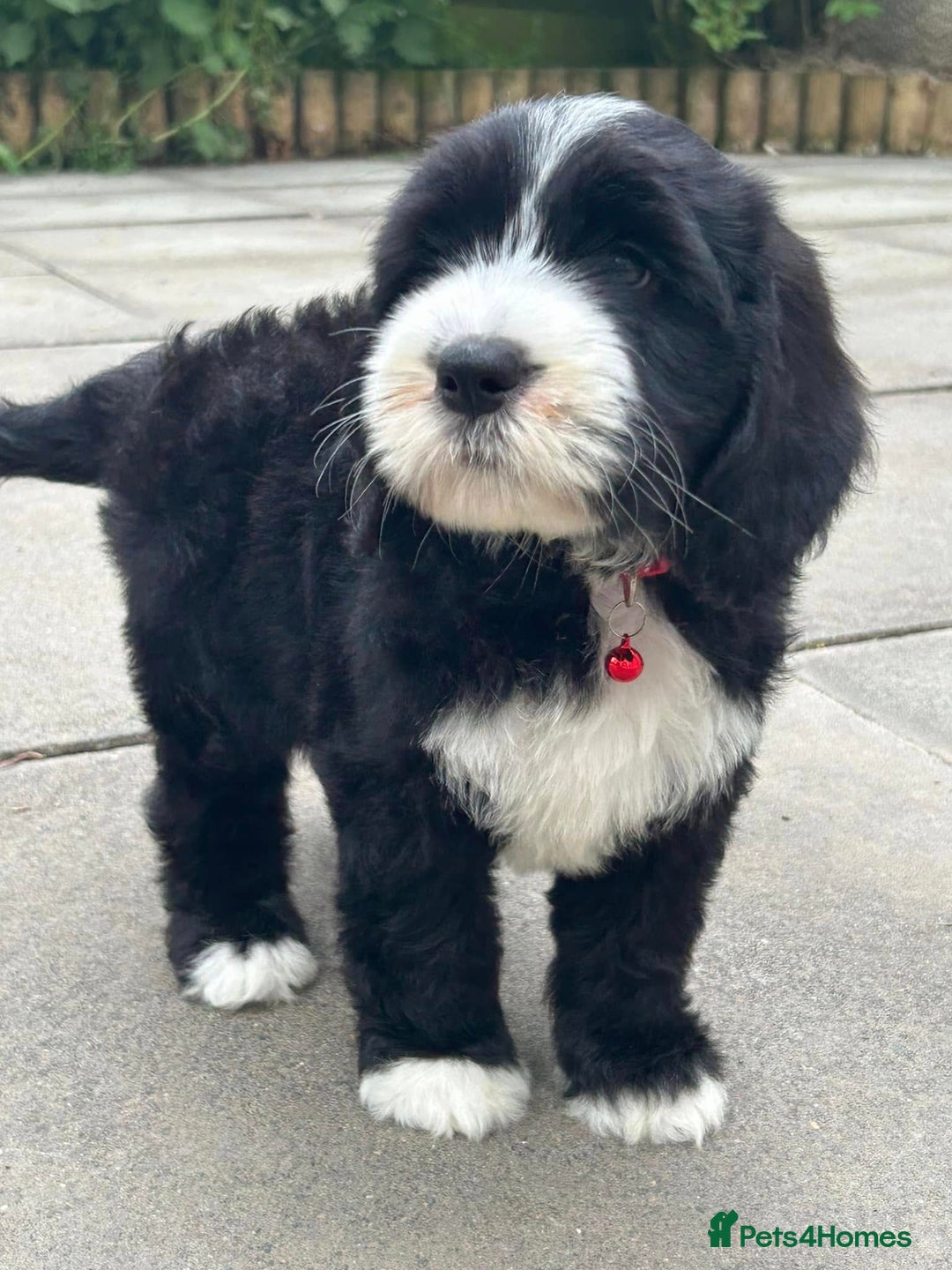 Sheepadoodle dogs for sale: unique midi sheepadoodle babies - Image 23