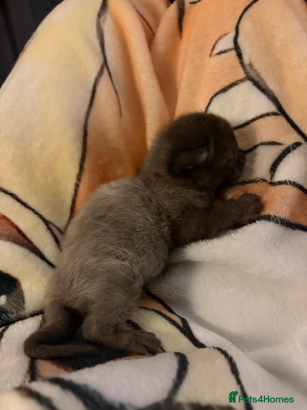 Mixed Breed cats for sale: Half ragdolls cuddly, all girls, ready now - Advert 14