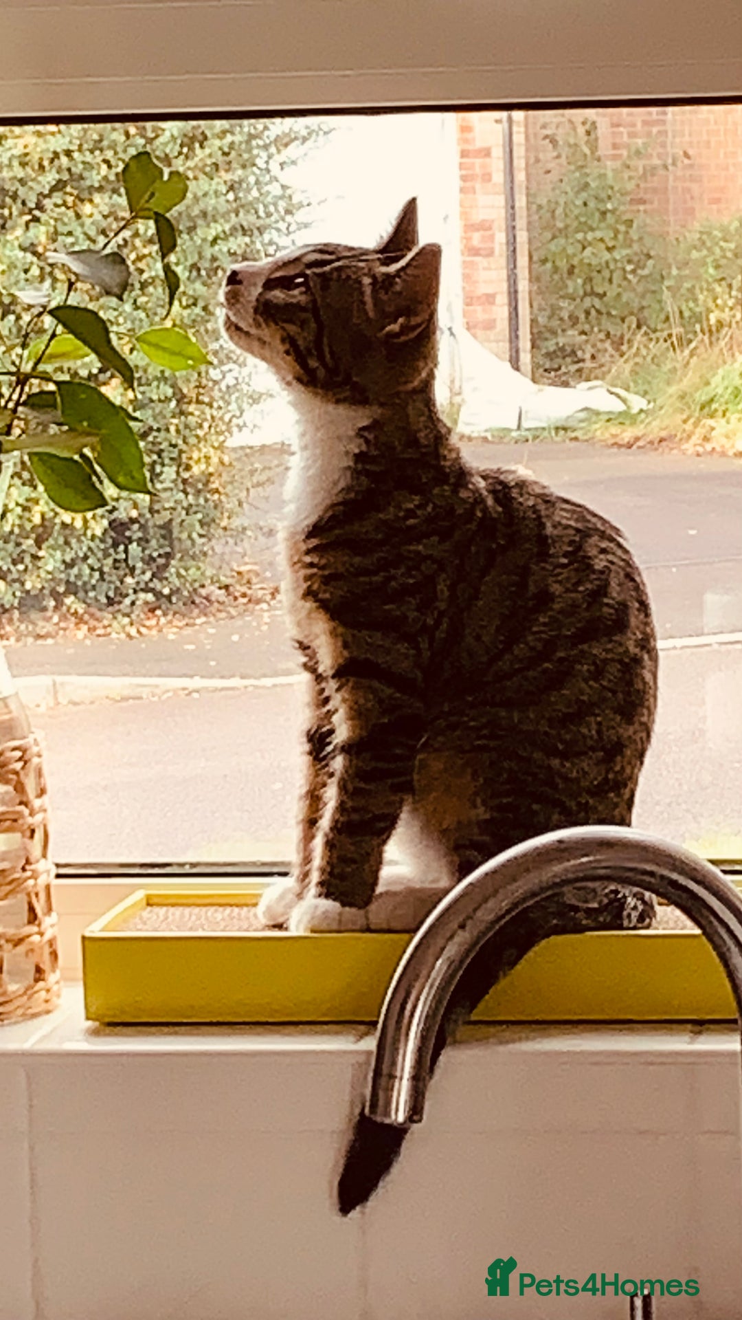 Domestic Shorthair cats for sale: 21 weeks old male tabby kitten - Advert 7