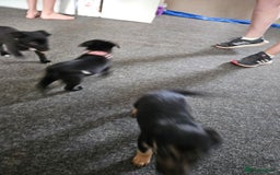 Mixed Breed dogs for sale: Border collie cross kelpie - Image 18