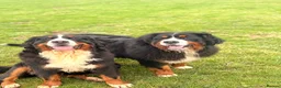 Bernese Mountain Dog dogs for stud: Gorgeous Bernese stud Maui - Advert 24