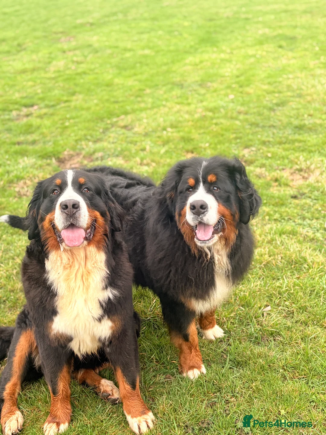 Bernese Mountain Dog dogs for stud: Gorgeous Bernese stud Maui - Advert 24