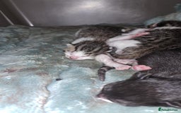 Mixed Breed cats for sale: 4 stunning kittens  - Image 20