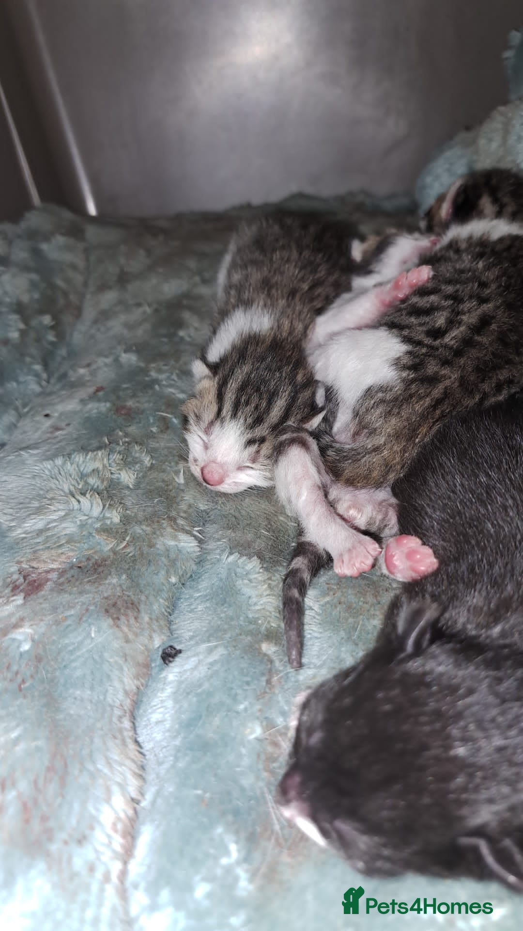 Mixed Breed cats for sale: 4 stunning kittens  - Image 20