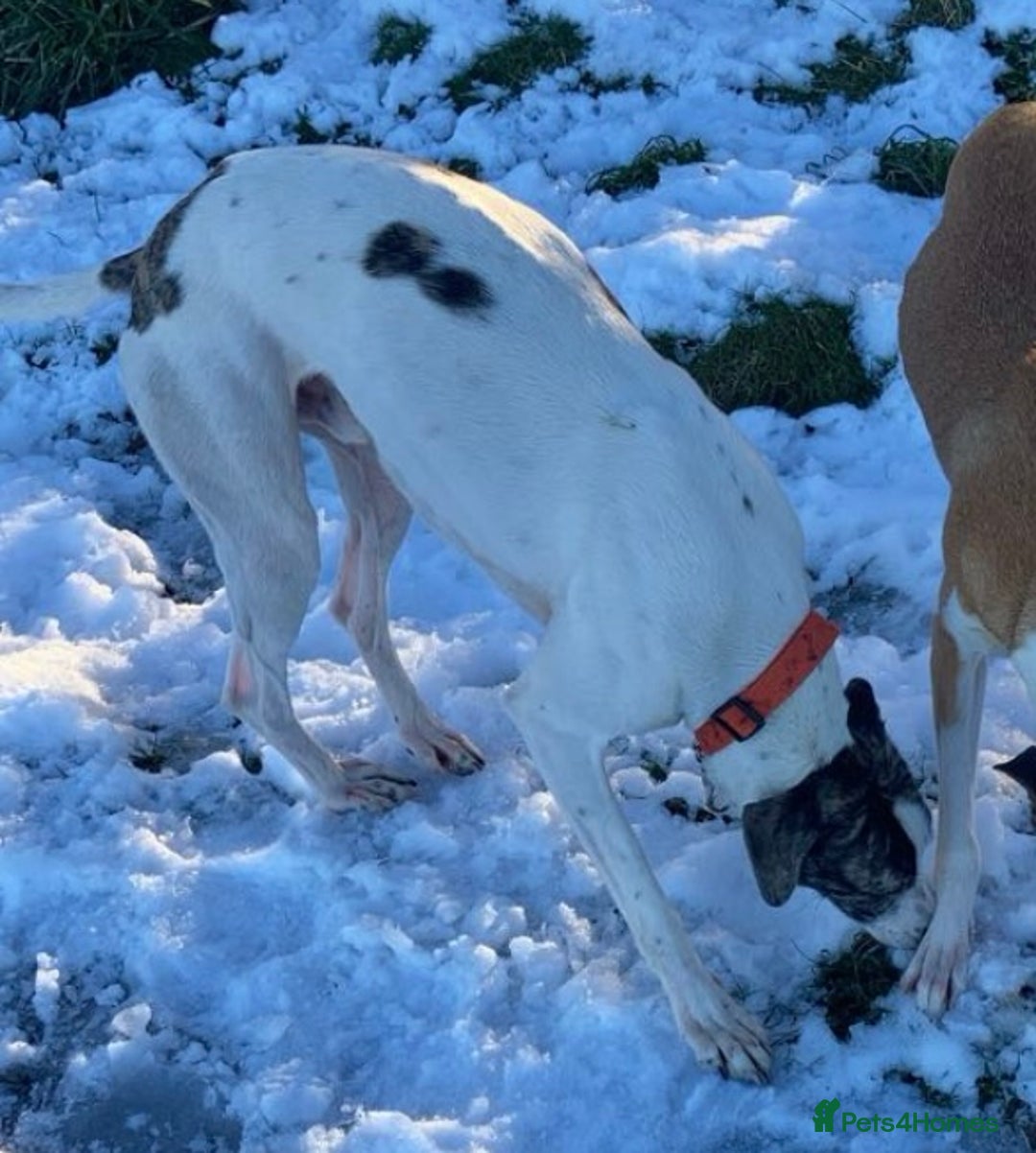 Mixed Breed dogs for sale: Male three year old greyhound lurcher PET - Advert 3
