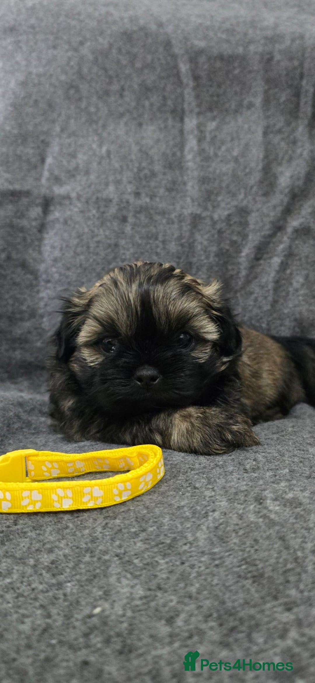 Shih Tzu dogs for sale: Full breed Shih Tzu puppies - Advert 7
