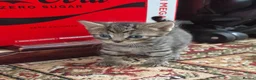Mixed Breed cats for sale: Male /female lovely kittens  - Advert 10