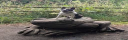 Boston Terrier dogs for stud: Harley - Boston Terrier - 7 Years Old in Stockton-on-Tees - Advert 9