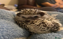Pygmy Hedgehog rodents for sale: Male hedgehog - Image 2