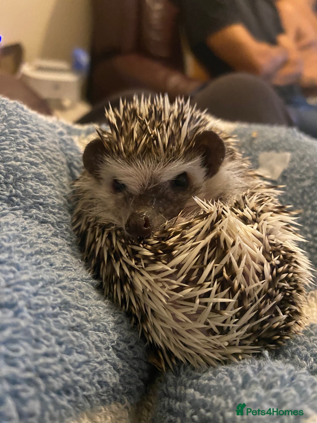 Pygmy Hedgehog rodents for sale: Male hedgehog - Image 2