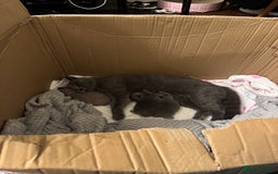 British Shorthair cats for sale: Beautiful British short hair kitten  - Image 12