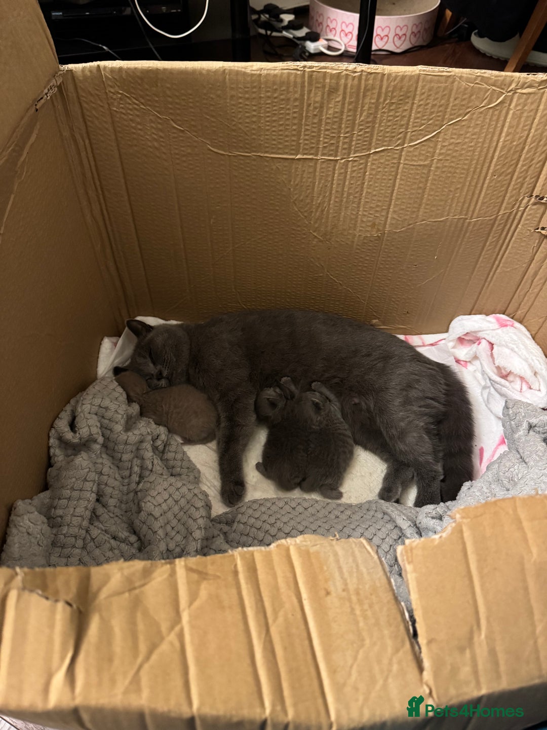 British Shorthair cats for sale: Beautiful British short hair kitten  - Image 12