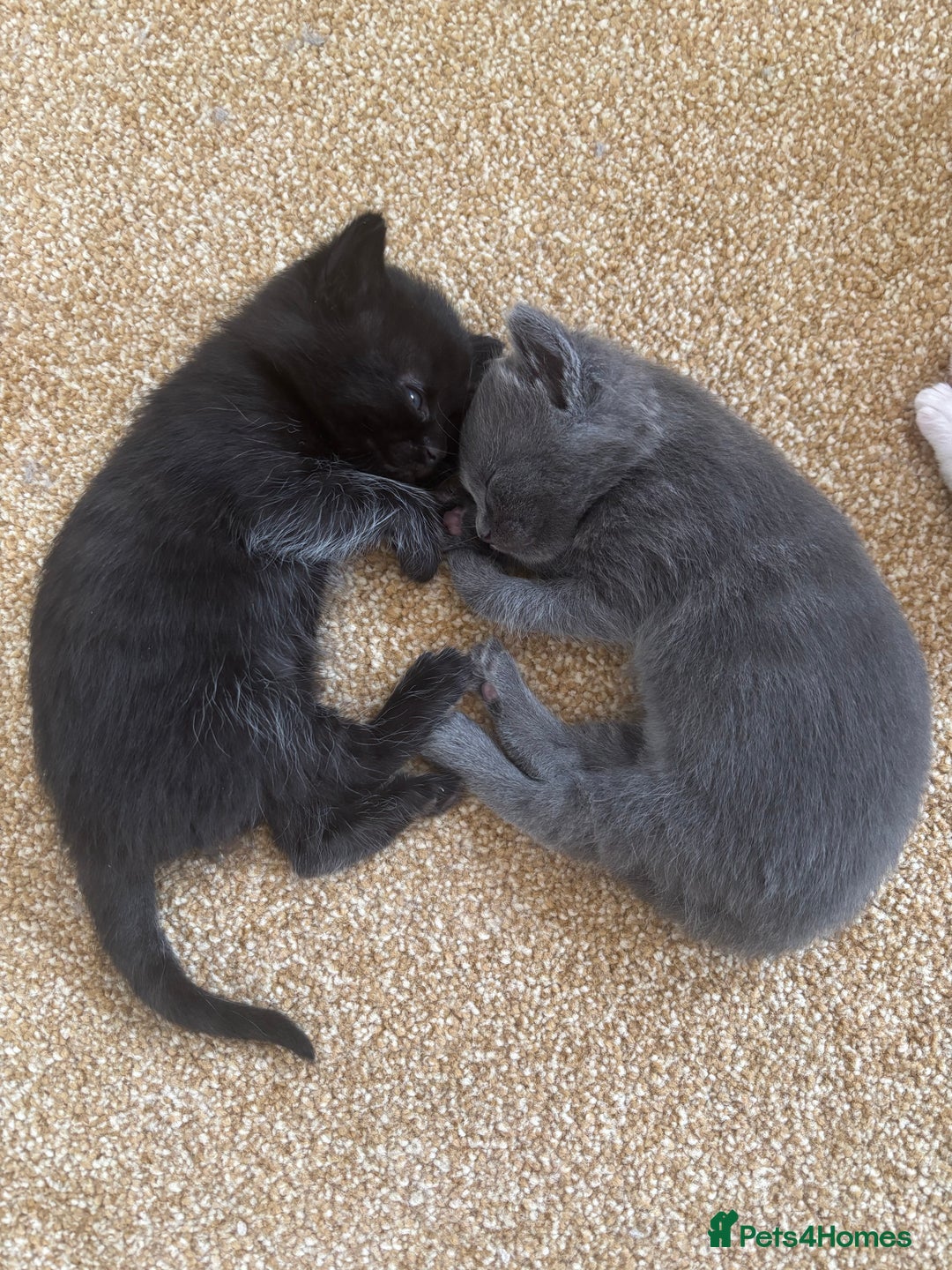 Mixed Breed cats for sale: Three Gorgeous Kittens - Image 11