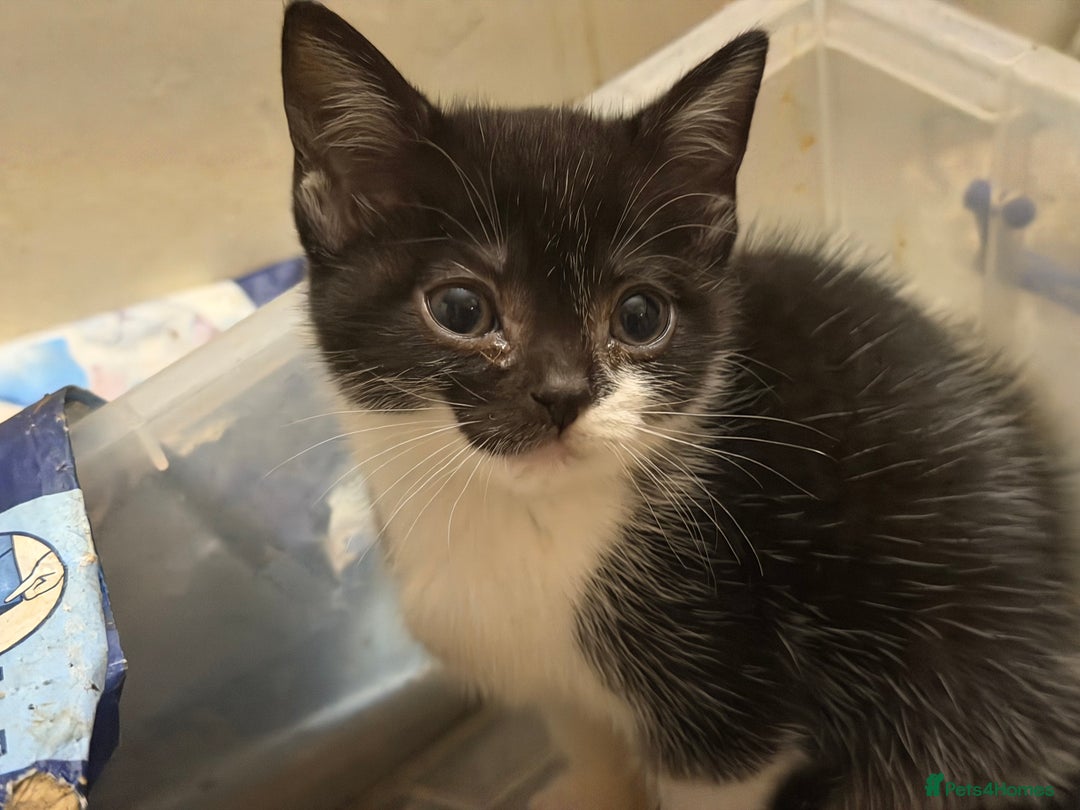 Mixed Breed cats for sale: Adorable Fluffy Kittens - Advert 39