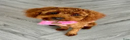 Cavapoo dogs for sale: 5 Deep Red Cavapoos - Advert 16