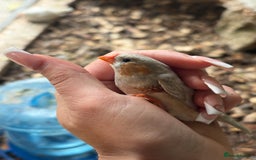 Finches birds for sale: Zebra and penguin finches  - Image 9