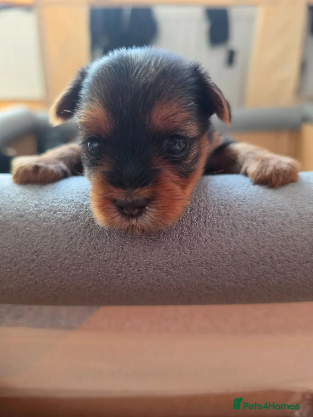 Yorkshire Terrier dogs for sale: 5 puppies for sale in London - Advert 2