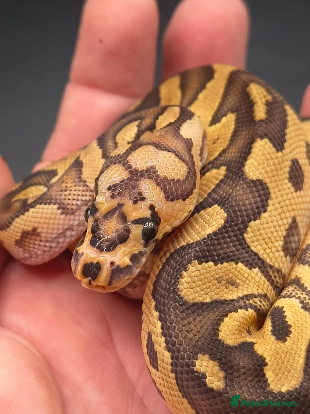 Python Snake reptiles for sale: GHI Pastel male and Fire Clown het Pied male - Advert 4