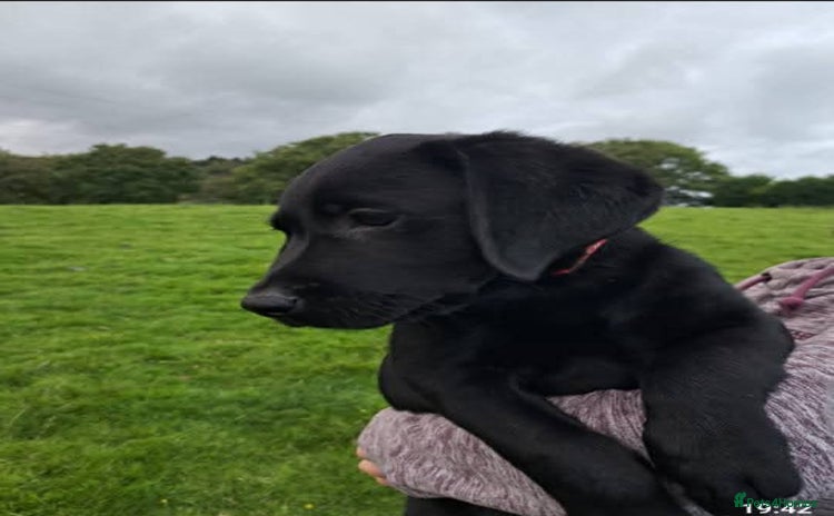Labrador Retriever dogs - Advert 3