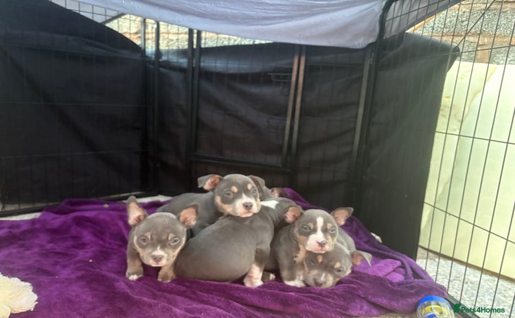 American Bully dogs - Advert 1