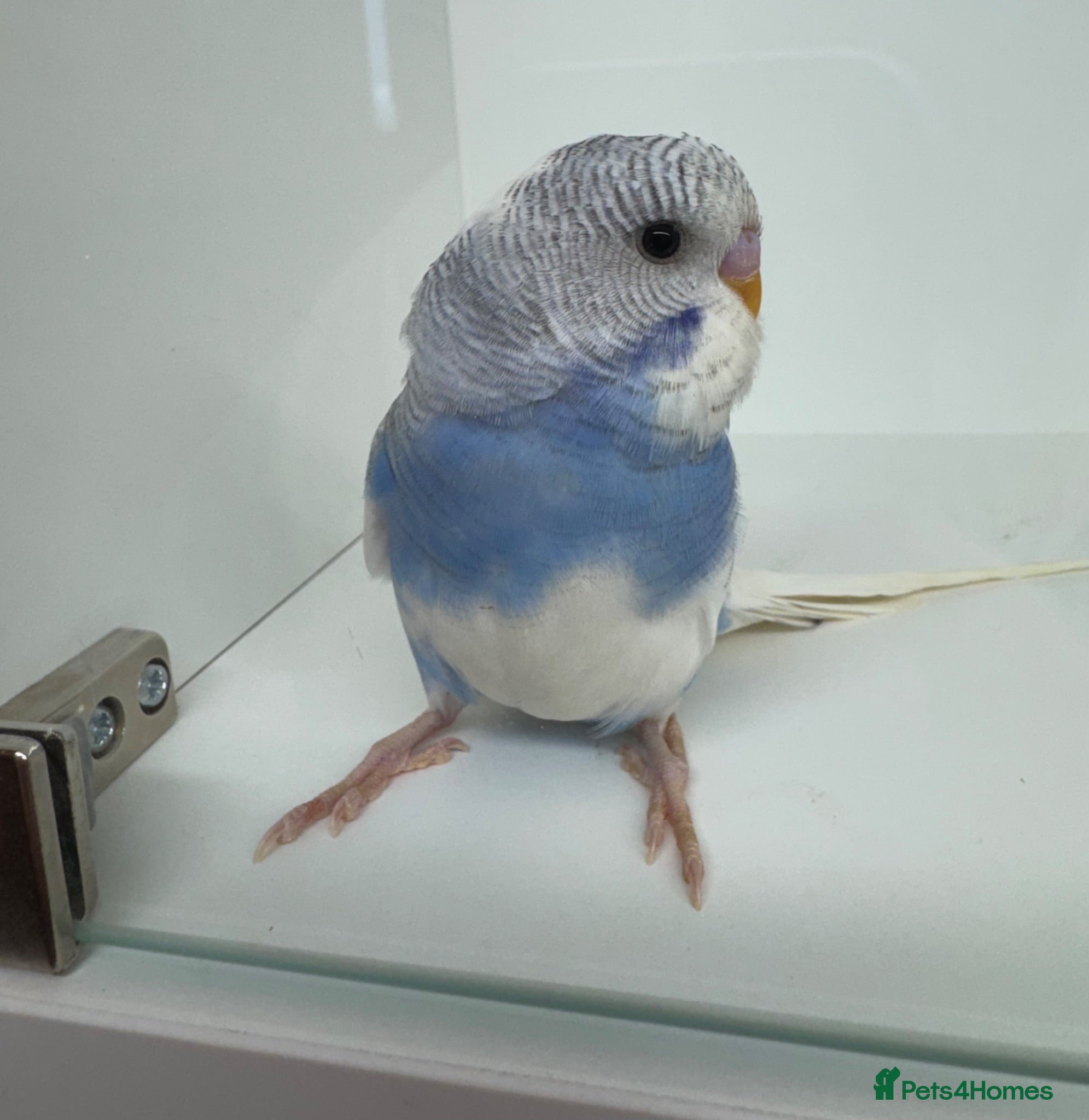 Budgerigars birds Beautiful baby budgies for sale - Advert 12