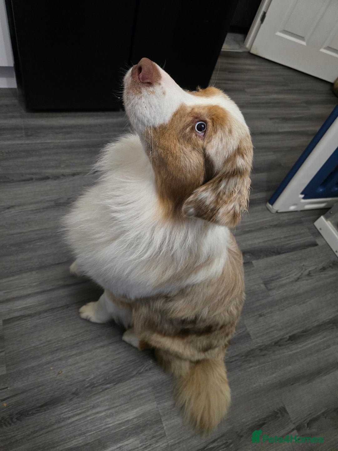 Australian Shepherd dogs for sale: Waiting list open for around **  - Advert 8