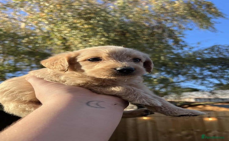 Labradoodle dogs - Advert 8