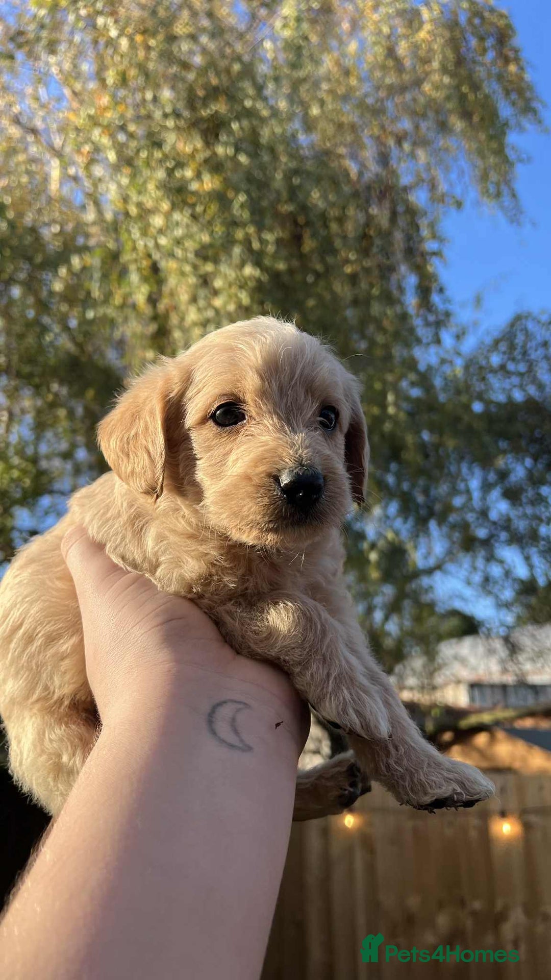 Labradoodle dogs for sale: Ready to go! gorgeous Teddy-Labradoodles - Advert 2