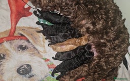 Cockapoo dogs for sale: Toy f1b cokapoos  - Image 4