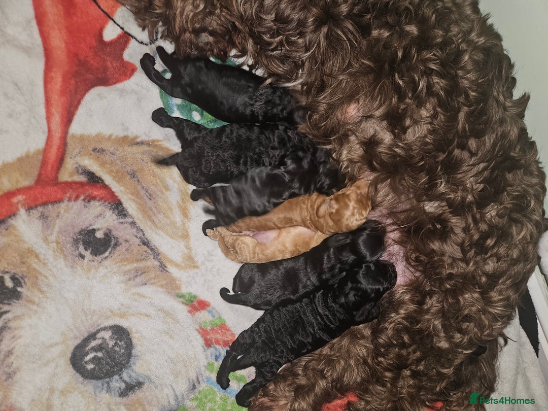 Cockapoo dogs for sale: Toy f1b cokapoos  - Image 4