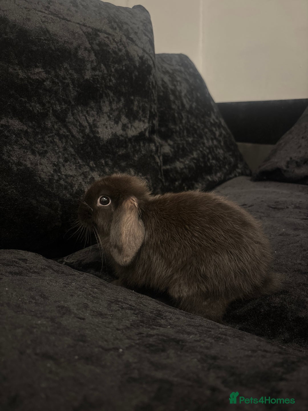 Mini Lop rabbits for sale: Mini lop  - Image 3