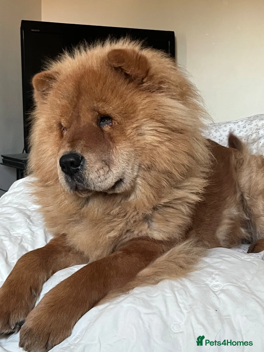 Chow Chow dogs for sale: Bella & Ruby  - Advert 2