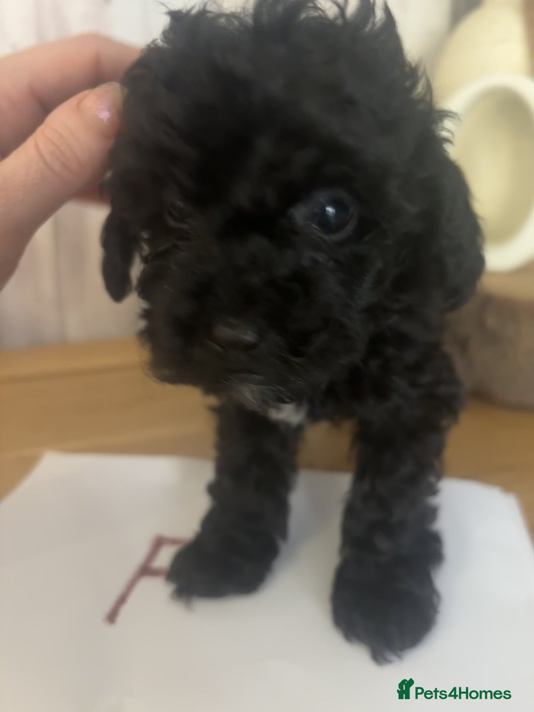 Cockapoo dogs for sale: Cockapoo Puppies looking for their forever homes - Advert 23