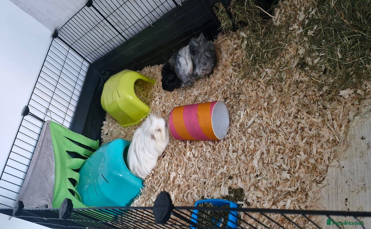 Guinea Pig rodents - Advert 1