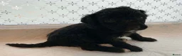 Labradoodle dogs for sale: Beautiful labradoodle puppies 🐶 - Advert 10