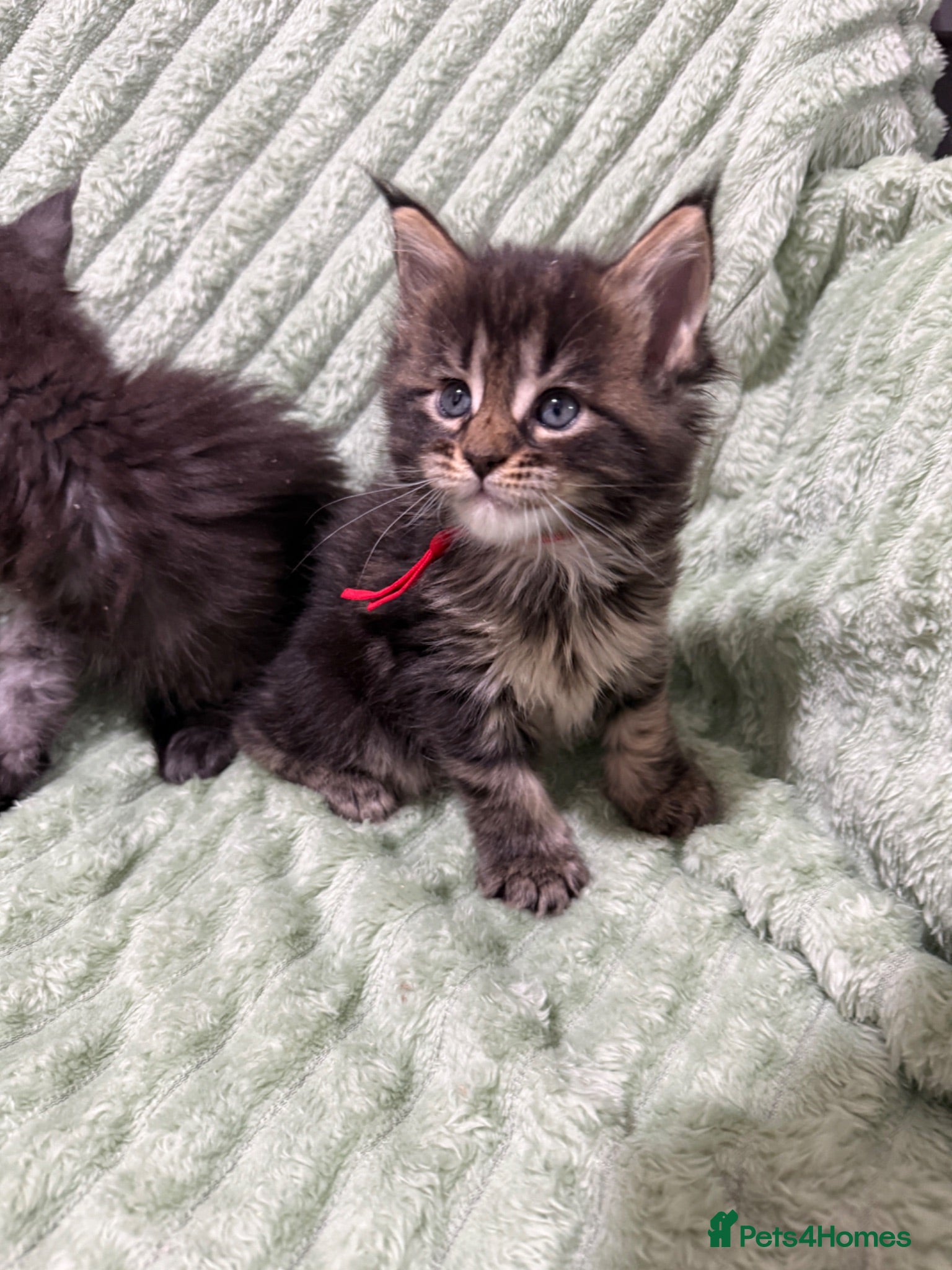 Maine Coon cats Exceptional Smoke / classic MAINCOON kittens  - Advert 1