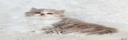 British Shorthair cats for sale: Stunning loving British longhair  - Advert 16