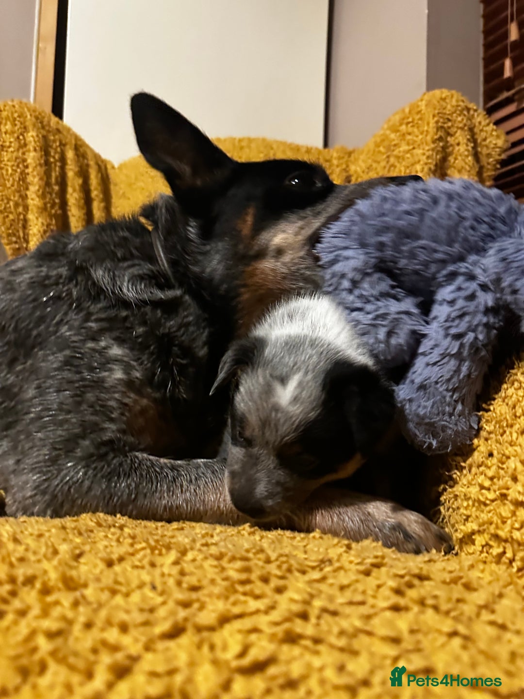 Australian Cattle Dog dogs for sale: Absolutely stunning litter!! - Advert 19