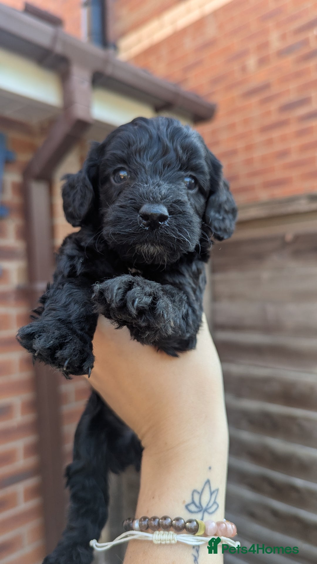 Cockapoo dogs for sale: Cockapoo Puppies (TOY) - Image 5