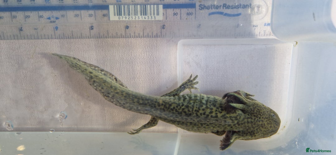 Axolotl reptiles for sale: Axolotls - Image 12