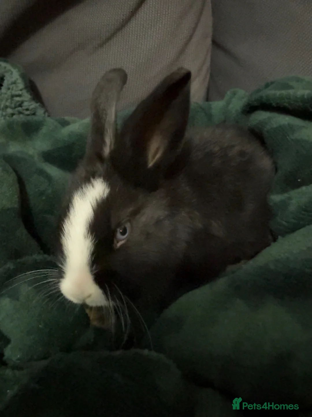 Mixed Breed rabbits for sale: Rabbit with hutch, food, etc. in London - Advert 3