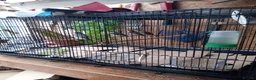 Finches birds for sale: Java sparrows  - Advert 3