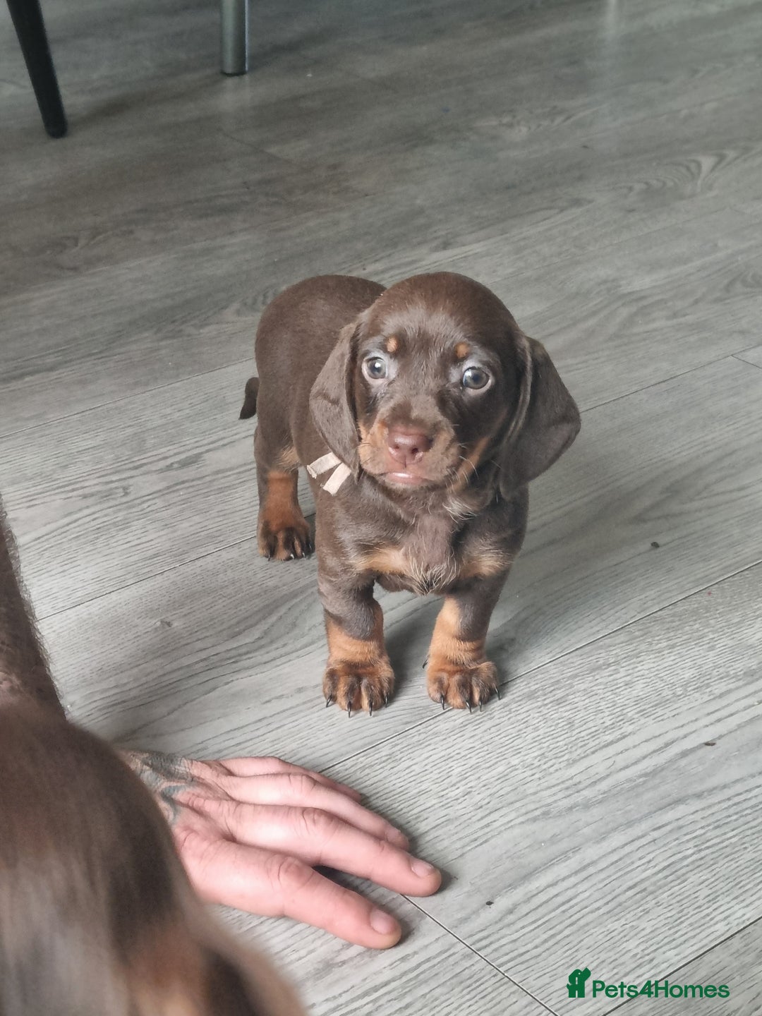 Miniature Dachshund dogs for sale: 6 beautiful miniature Dachshund 7 weeks old - Image 20