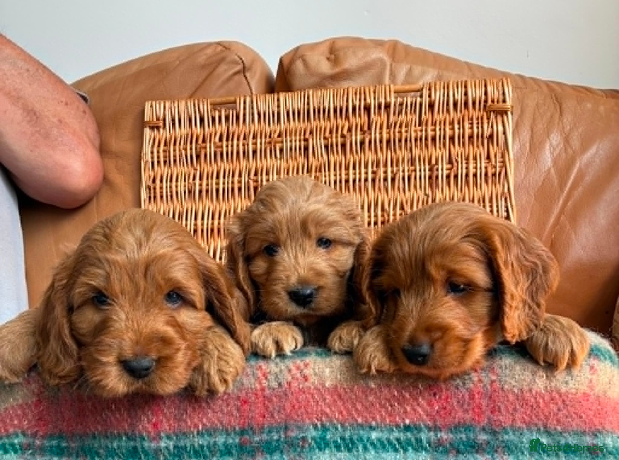 Cockapoo dogs Beautiful Cockapoo puppies - Advert 1
