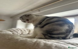 Scottish Fold cats for sale: Kittens Ready for Their Forever Homes - Image 23