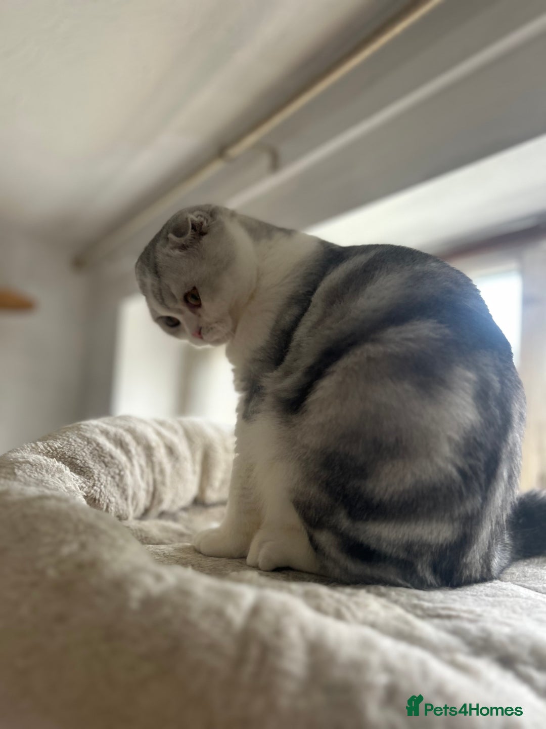 Scottish Fold cats for sale: Kittens Ready for Their Forever Homes - Image 23