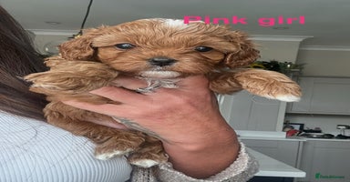 Cavapoo dogs - Advert 5