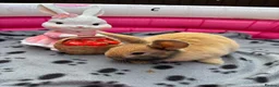Mini Lop rabbits for sale: 🐰 Beautiful Mini Lop Baby Bunnies –Ready to go 🐰 - Advert 3