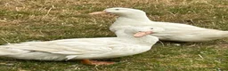Ducks poultry for sale: FEMALE DUCKS  - Advert 2
